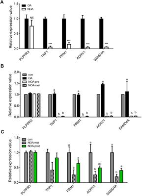 A novel testis-enriched gene, Samd4a, regulates spermatogenesis as a spermatid-specific factor